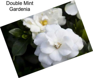 Double Mint Gardenia