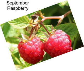 September Raspberry