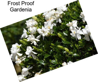 Frost Proof Gardenia