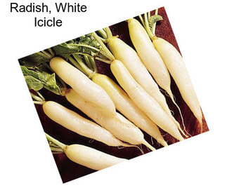 Radish, White Icicle