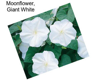 Moonflower, Giant White