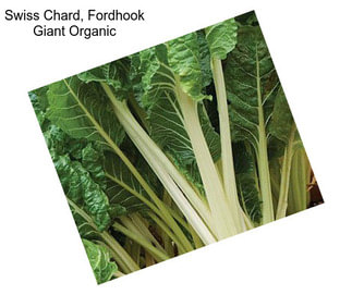 Swiss Chard, Fordhook Giant Organic