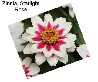 Zinnia, Starlight Rose