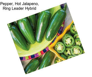 Pepper, Hot Jalapeno, Ring Leader Hybrid