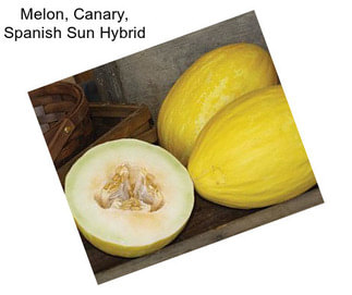 Melon, Canary, Spanish Sun Hybrid