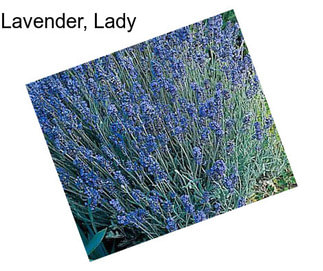 Lavender, Lady