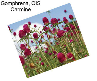 Gomphrena, QIS Carmine