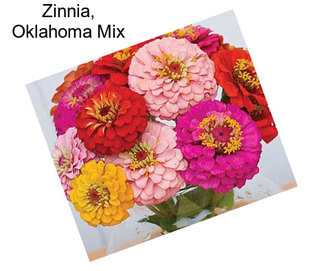 Zinnia, Oklahoma Mix