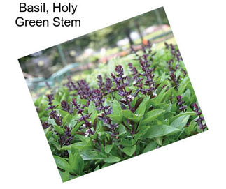 Basil, Holy Green Stem