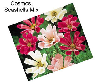 Cosmos, Seashells Mix