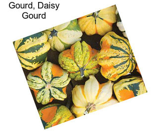 Gourd, Daisy Gourd