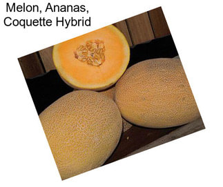 Melon, Ananas, Coquette Hybrid