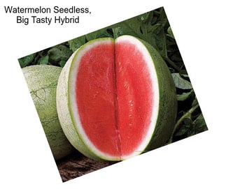 Watermelon Seedless, Big Tasty Hybrid