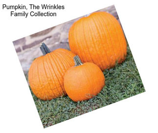 Pumpkin, The Wrinkles Family Collection