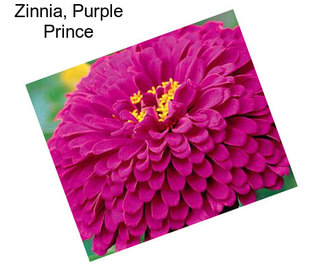 Zinnia, Purple Prince