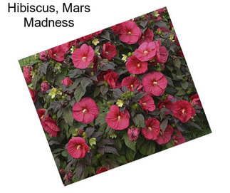Hibiscus, Mars Madness
