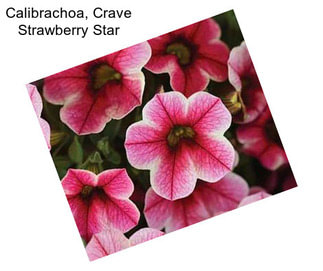 Calibrachoa, Crave Strawberry Star