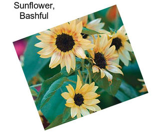 Sunflower, Bashful