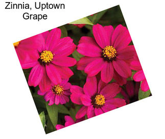 Zinnia, Uptown Grape