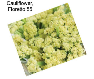Cauliflower, Fioretto 85
