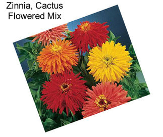 Zinnia, Cactus Flowered Mix