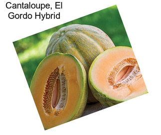 Cantaloupe, El Gordo Hybrid