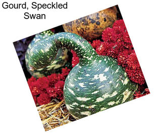 Gourd, Speckled Swan