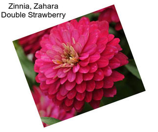 Zinnia, Zahara Double Strawberry