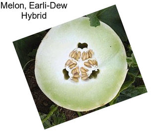 Melon, Earli-Dew Hybrid