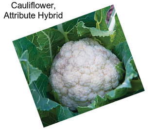 Cauliflower, Attribute Hybrid