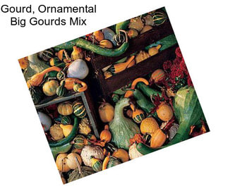 Gourd, Ornamental Big Gourds Mix