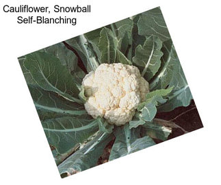 Cauliflower, Snowball Self-Blanching