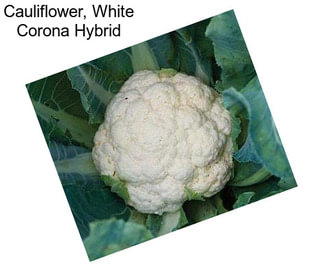 Cauliflower, White Corona Hybrid