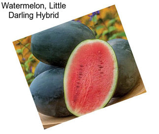 Watermelon, Little Darling Hybrid