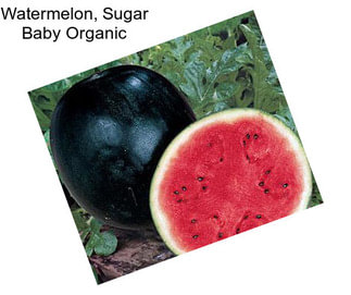 Watermelon, Sugar Baby Organic