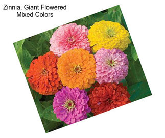 Zinnia, Giant Flowered Mixed Colors