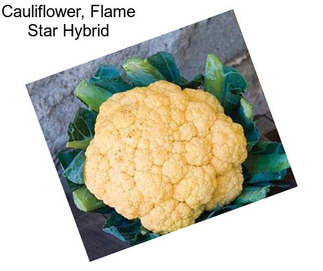 Cauliflower, Flame Star Hybrid