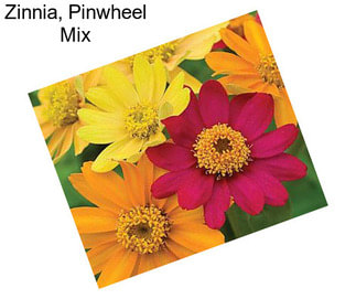 Zinnia, Pinwheel Mix