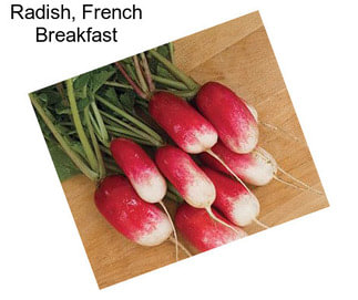 Radish, French Breakfast