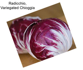 Radicchio, Variegated Chioggia