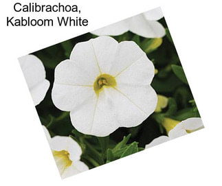 Calibrachoa, Kabloom White