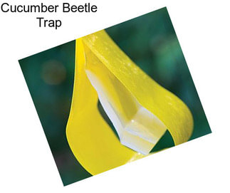 Cucumber Beetle Trap