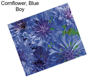 Cornflower, Blue Boy