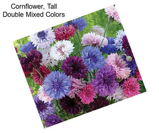 Cornflower, Tall Double Mixed Colors