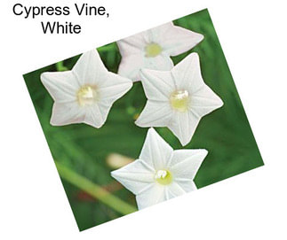 Cypress Vine, White