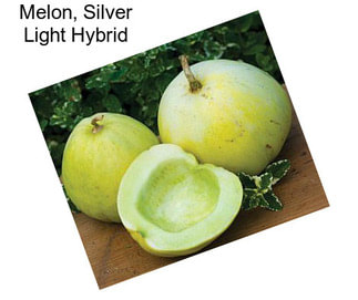 Melon, Silver Light Hybrid