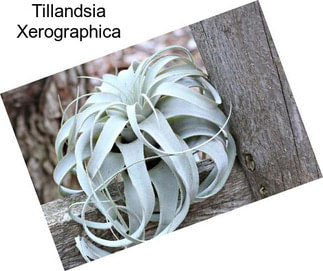 Tillandsia Xerographica