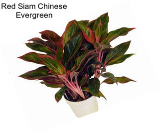 Red Siam Chinese Evergreen