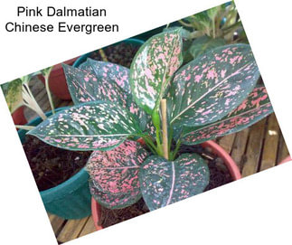 Pink Dalmatian Chinese Evergreen