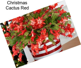 Christmas Cactus Red